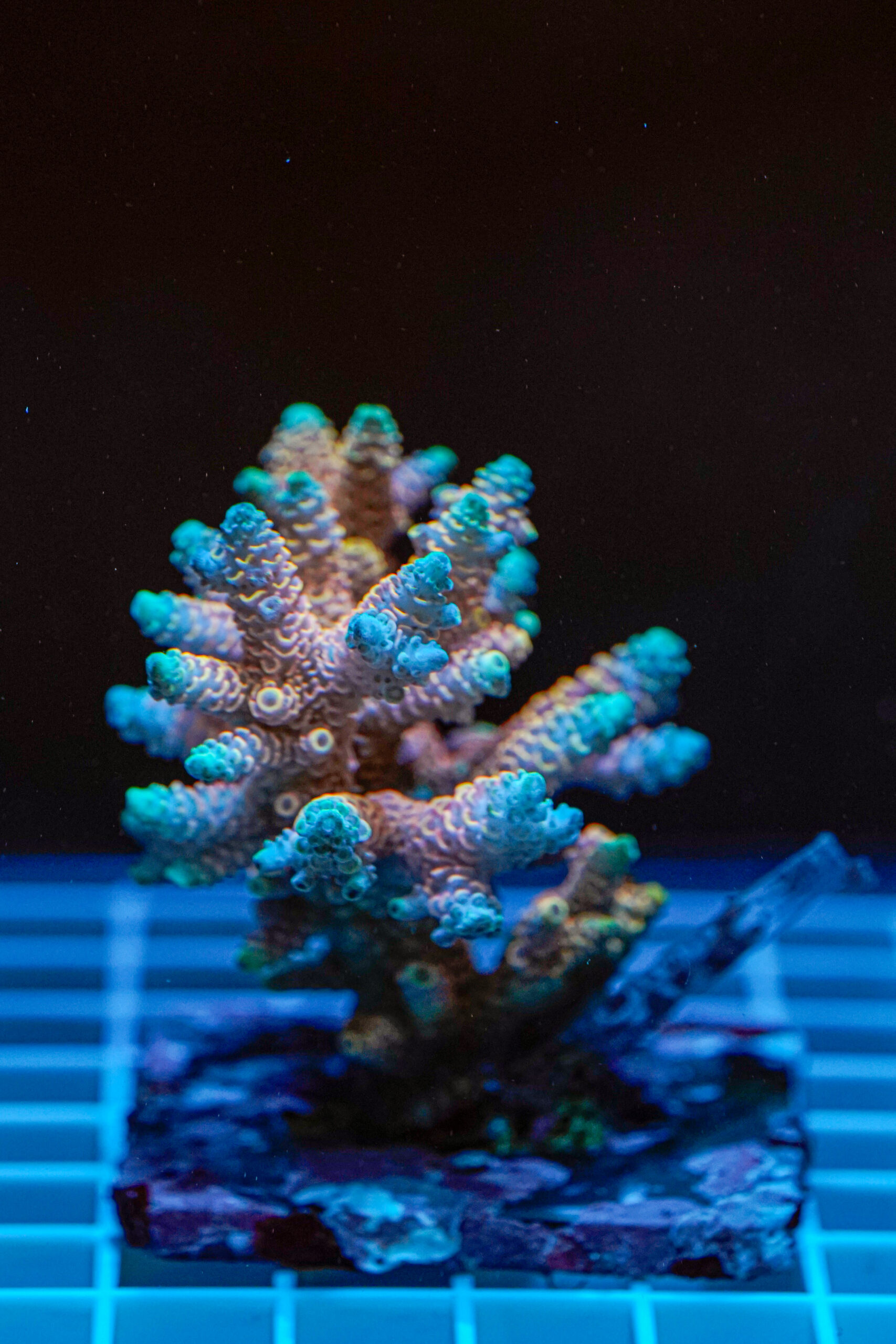 Acropora spp. WYSIWYG6 – Mini Colonia SPS - immagine 2