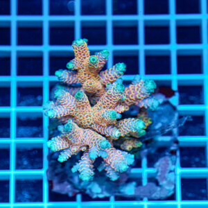 Acropora spp. WYSIWYG6 – Mini Colonia SPS