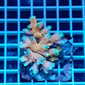 Acropora spp. WYSIWYG6 – Mini Colonia SPS