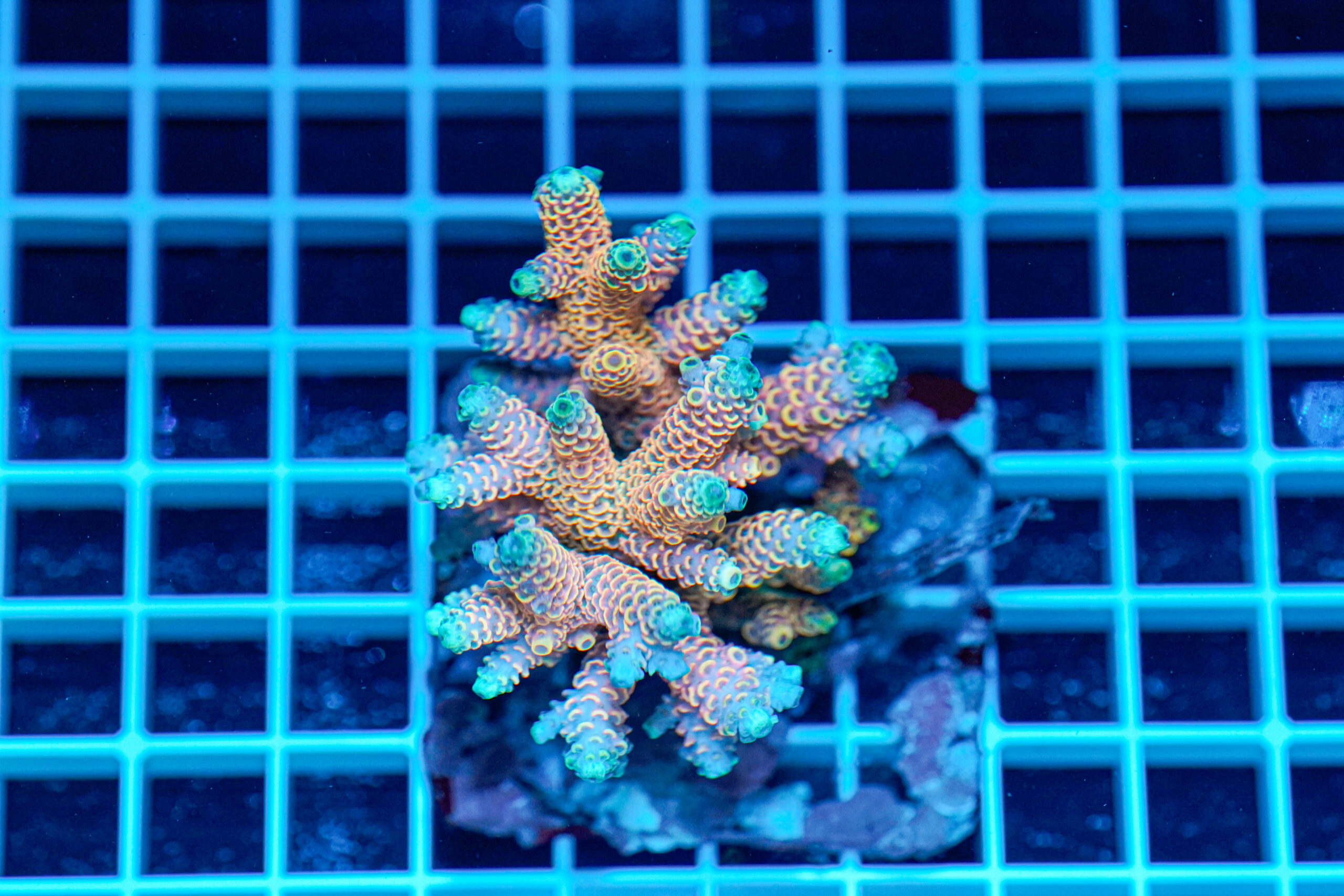 Acropora spp. WYSIWYG6 – Mini Colonia SPS