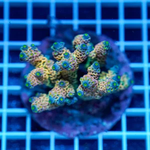 Acropora spp. WYSIWYG22 – Mini Colonia SPS