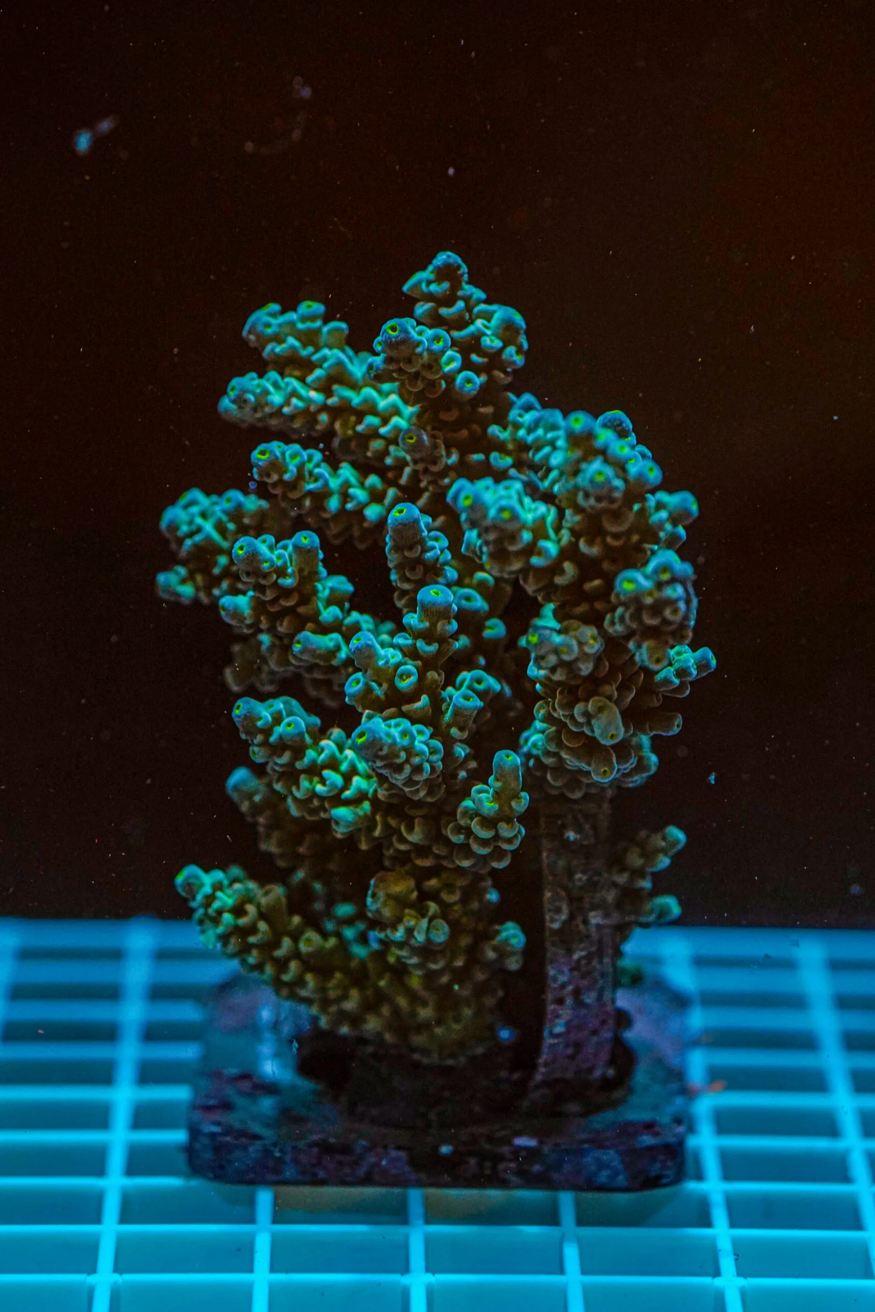 Acropora spp. WYSIWYG23 – Mini Colonia SPS - immagine 2