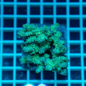 Acropora spp. WYSIWYG23 – Mini Colonia SPS