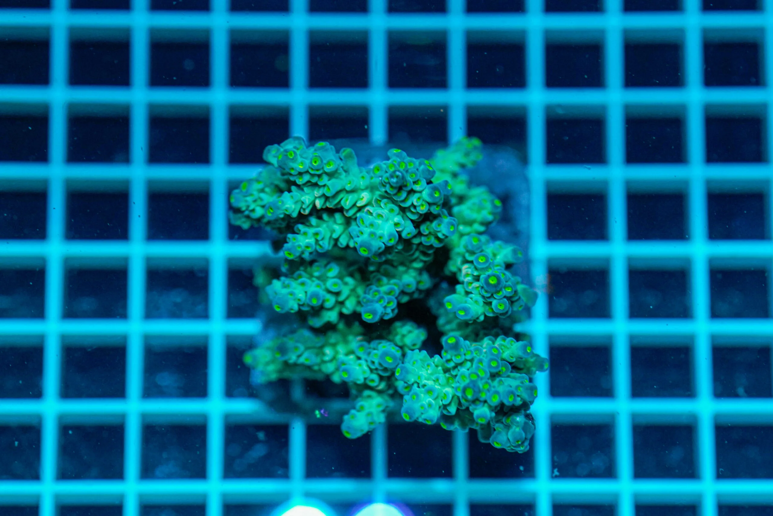 Acropora spp. WYSIWYG23 – Mini Colonia SPS