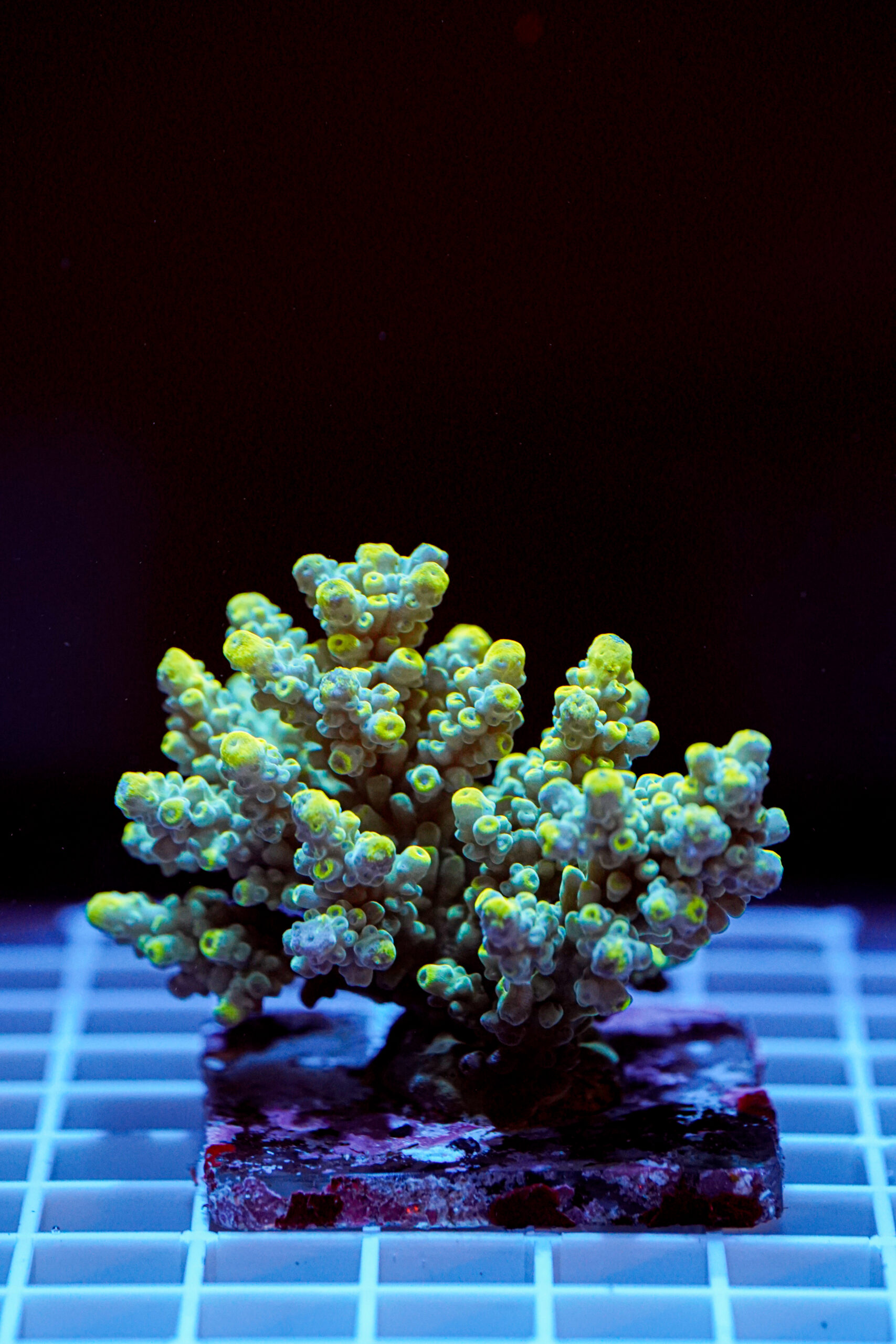 Acropora spp. WYSIWYG16 – Mini Colonia SPS - immagine 2