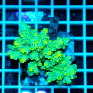 Acropora spp. WYSIWYG16 – Mini Colonia SPS