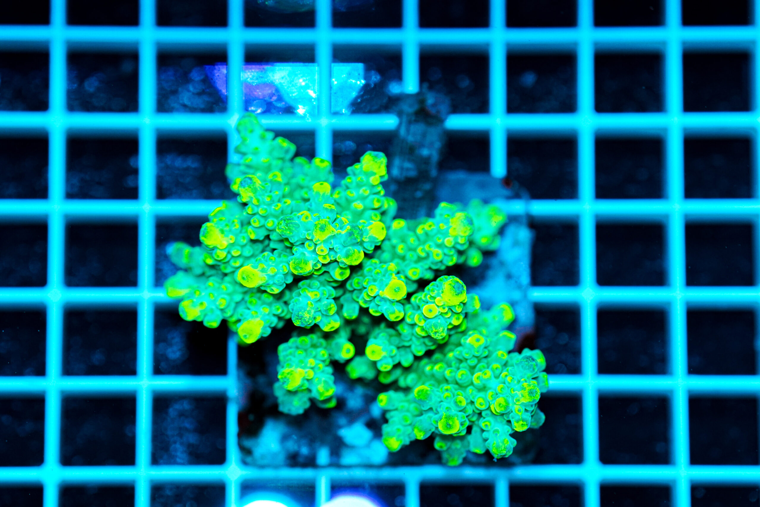 Acropora spp. WYSIWYG16 – Mini Colonia SPS