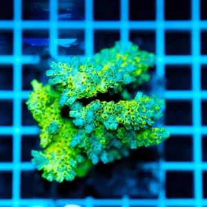 Acropora spp. WYSIWYG14 – Mini Colonia SPS
