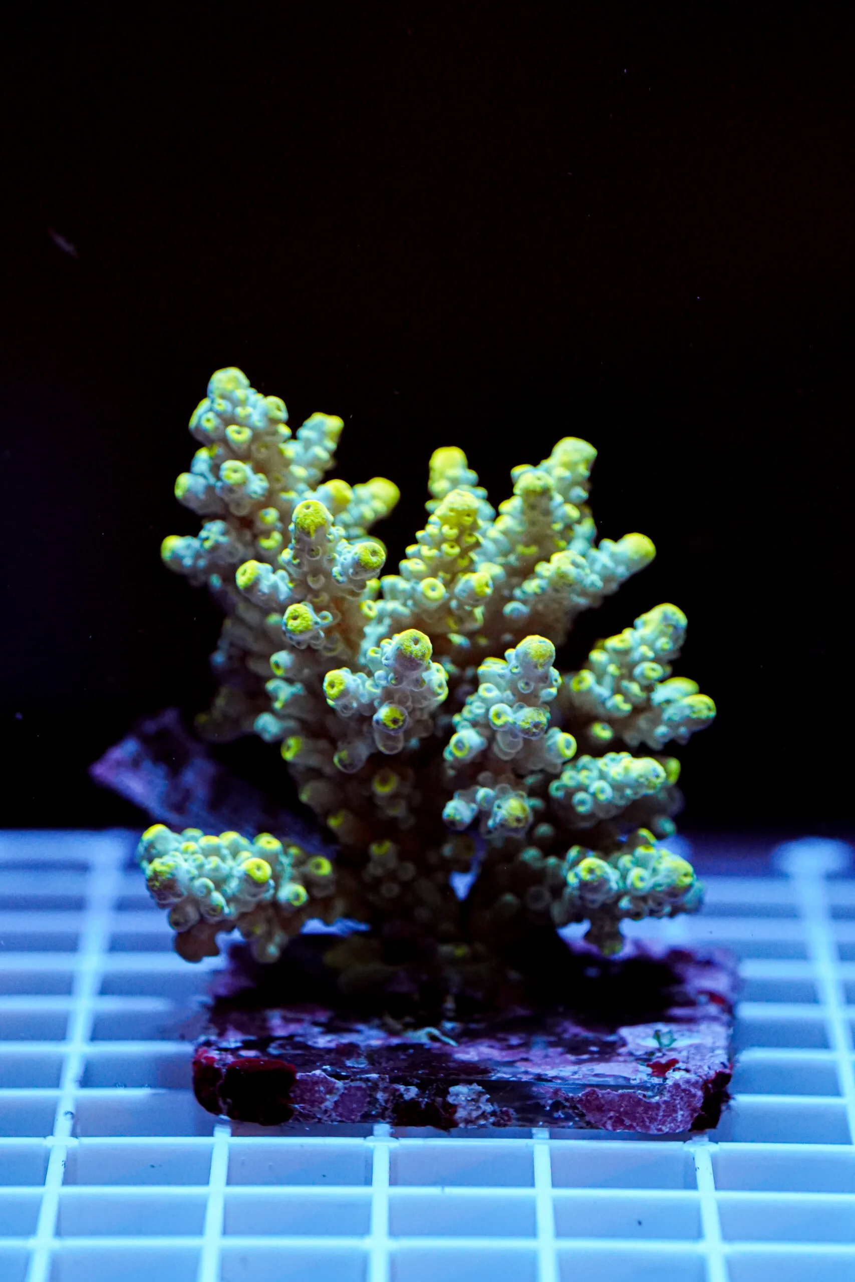 Acropora spp. WYSIWYG11 – Mini Colonia SPS - immagine 2