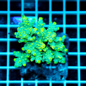 Acropora spp. WYSIWYG11 – Mini Colonia SPS
