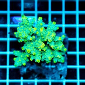 Acropora spp. WYSIWYG11 – Mini Colonia SPS