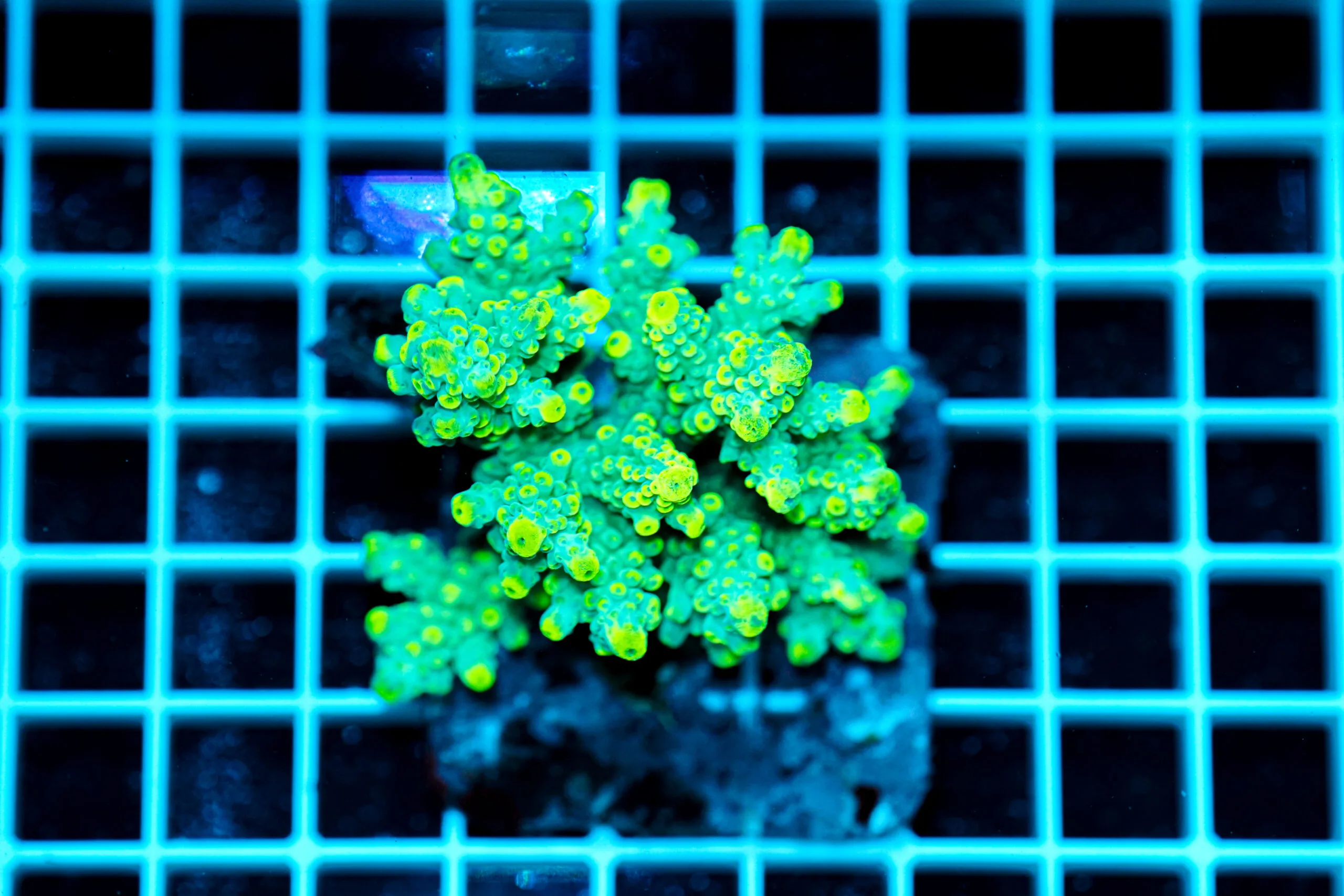 Acropora spp. WYSIWYG11 – Mini Colonia SPS