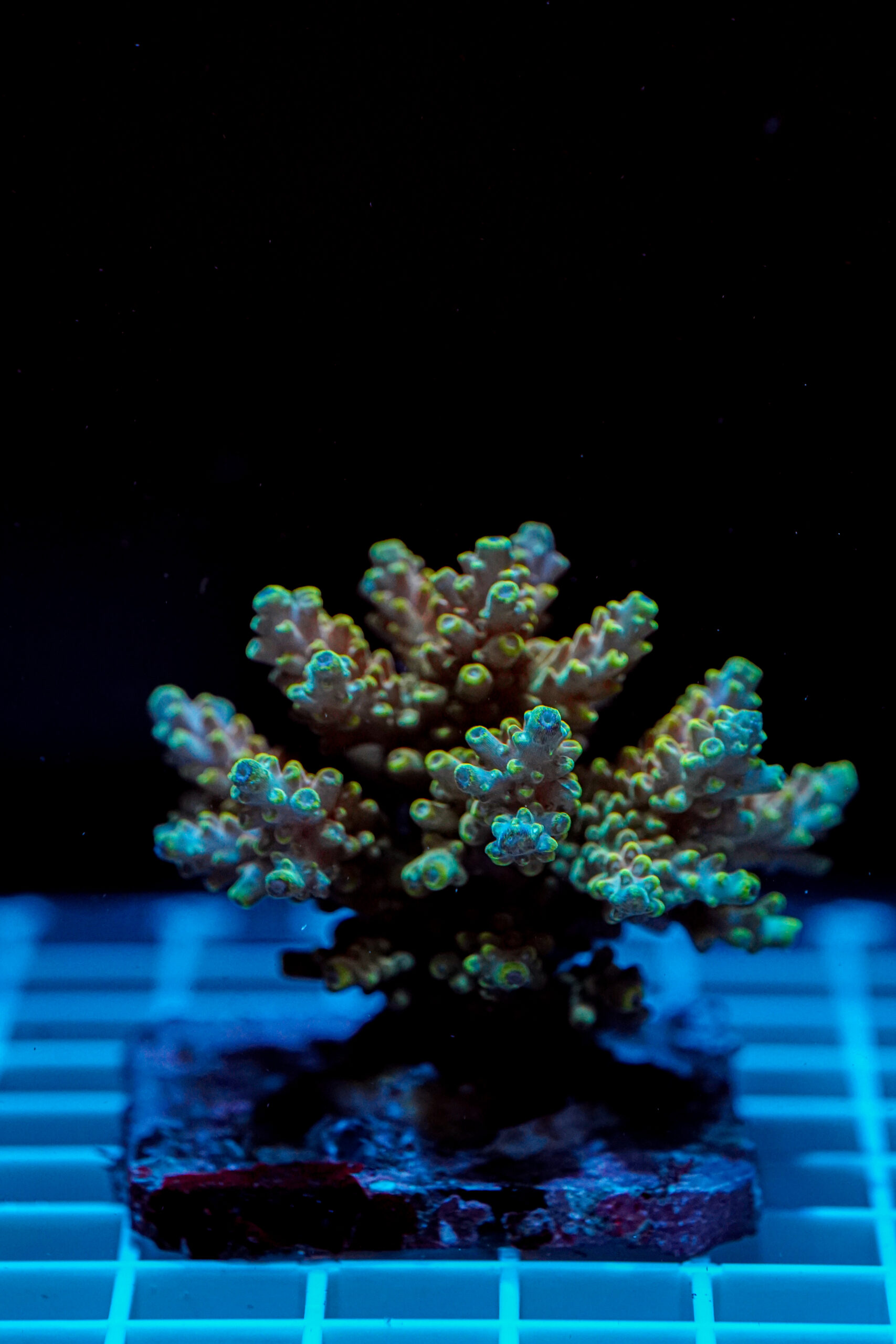 Acropora spp. WYSIWYG19 – Mini Colonia SPS - immagine 2