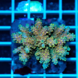 Acropora spp. WYSIWYG19 – Mini Colonia SPS