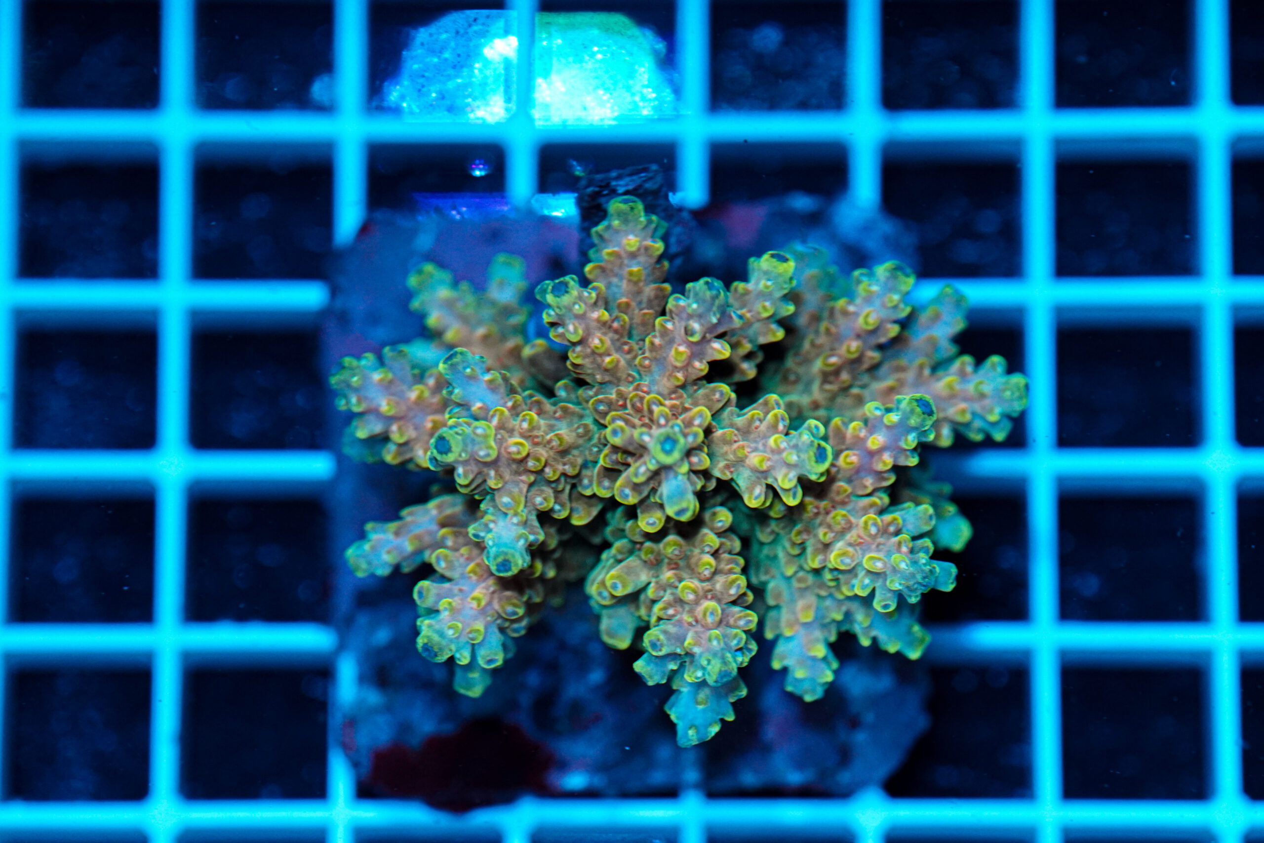 Acropora spp. WYSIWYG19 – Mini Colonia SPS