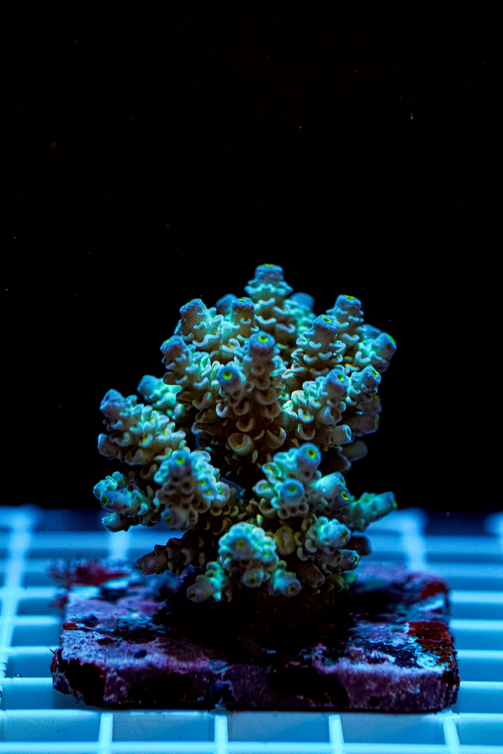 Acropora spp. WYSIWYG20 – Mini Colonia SPS - immagine 2