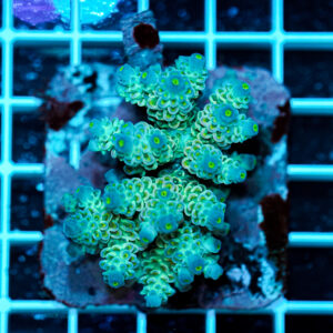 Acropora spp. WYSIWYG20 – Mini Colonia SPS