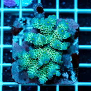 Acropora spp. WYSIWYG20 – Mini Colonia SPS