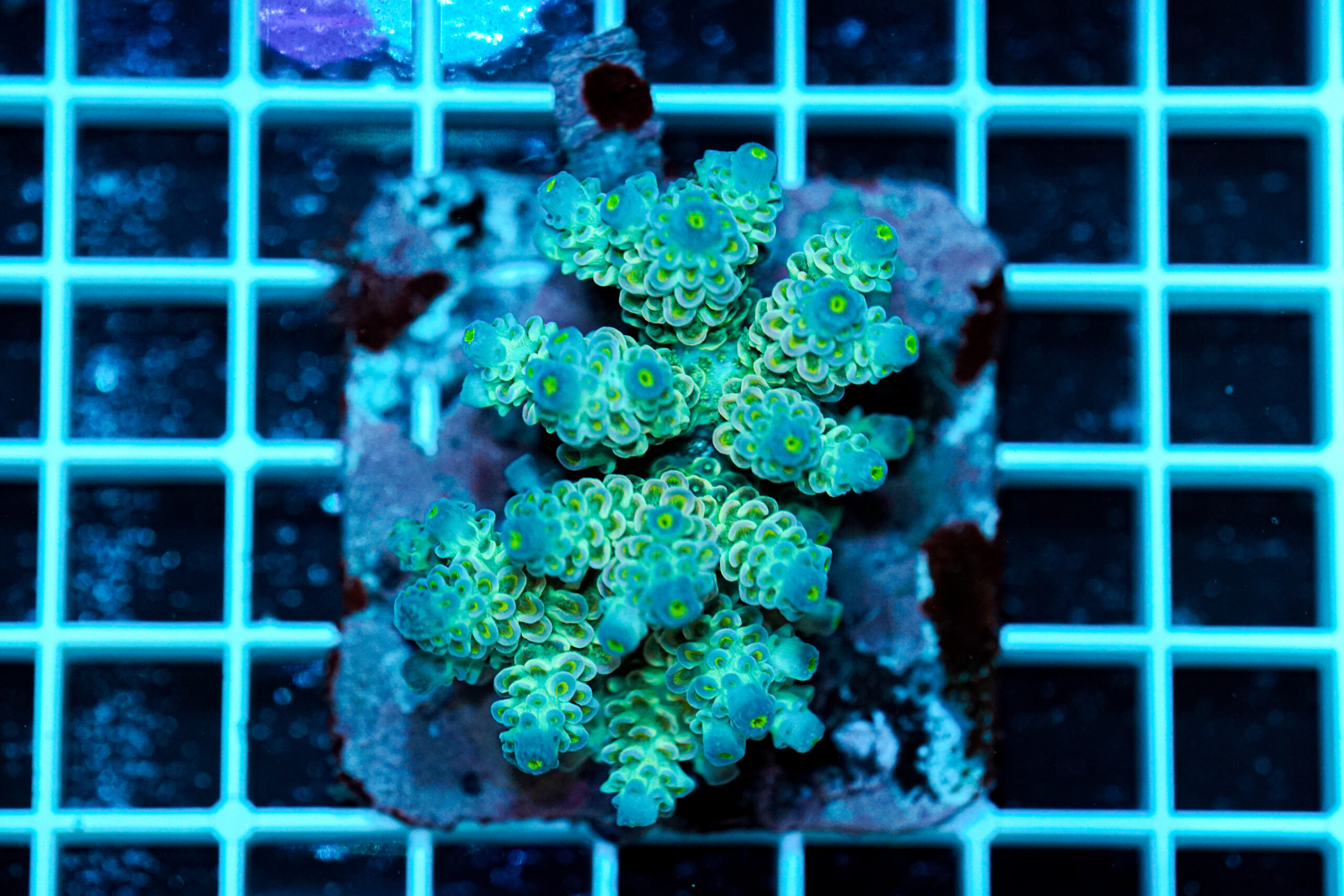 Acropora spp. WYSIWYG20 – Mini Colonia SPS