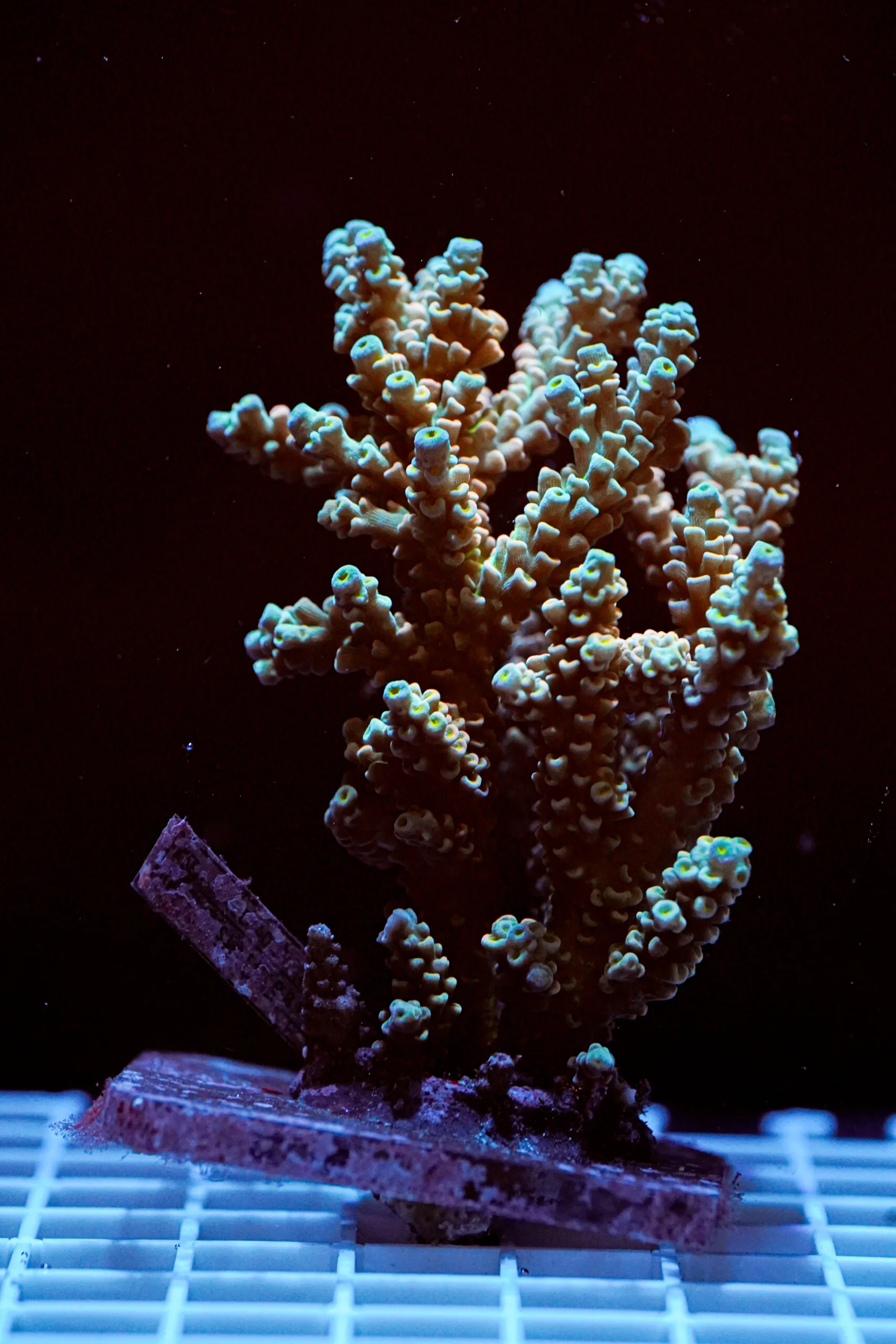 Acropora spp. WYSIWYG21 – Mini Colonia SPS - immagine 2