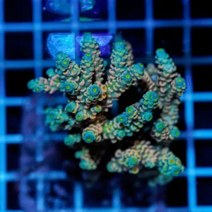 Acropora spp. WYSIWYG21 – Mini Colonia SPS
