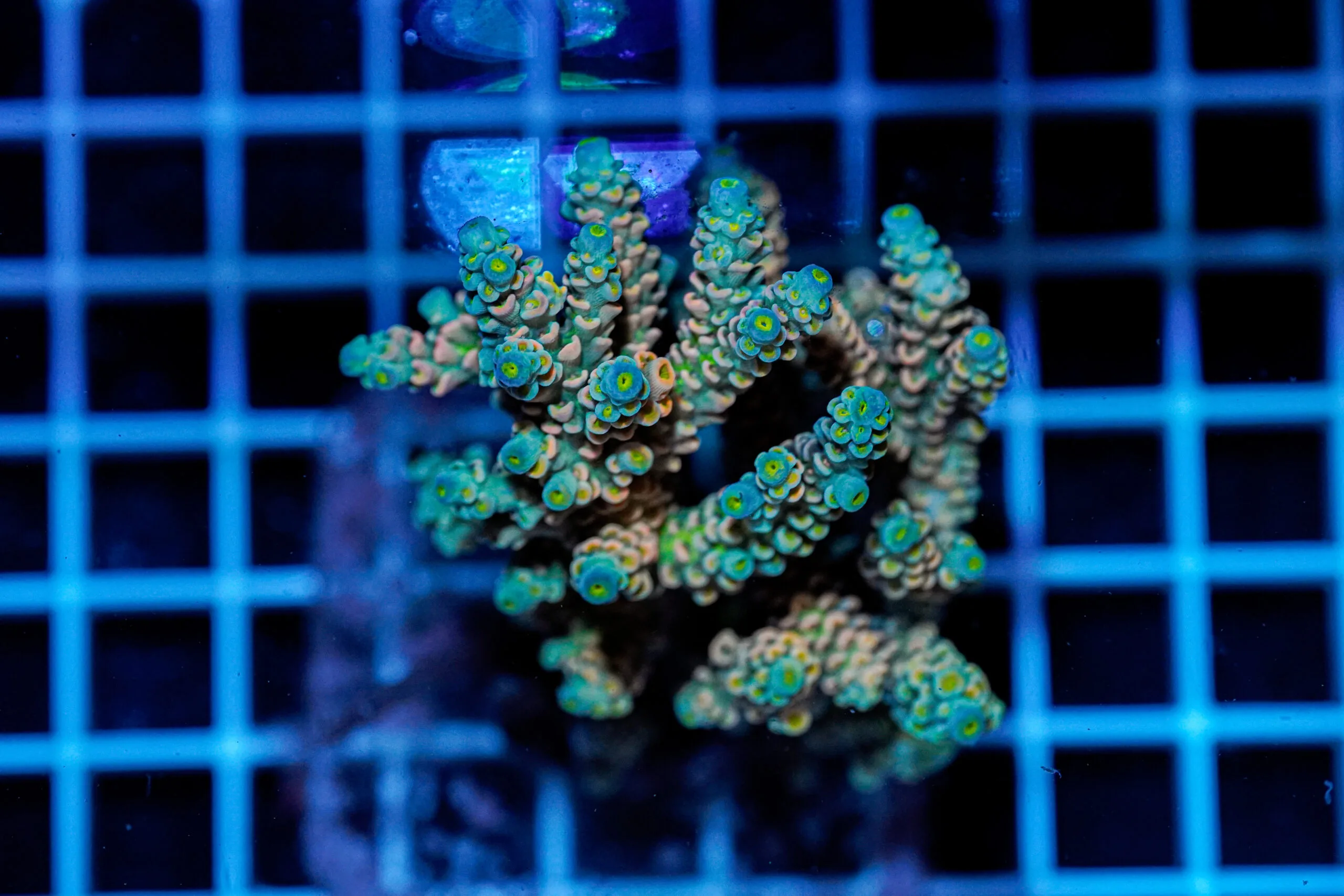 Acropora spp. WYSIWYG21 – Mini Colonia SPS