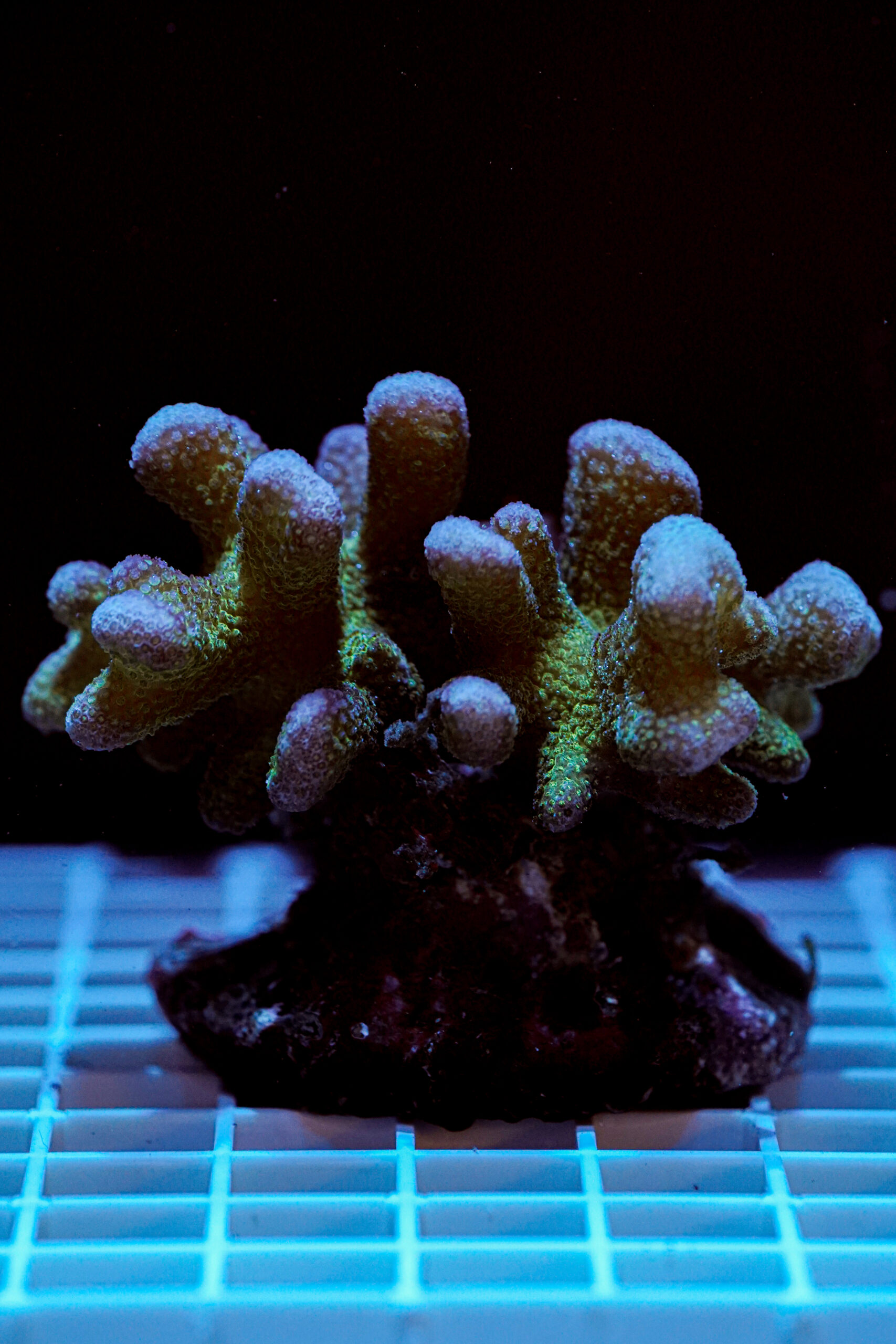 Stylophora pistillata Pink Green Tip WYSIWYG1 – Corallo SPS Marin Life - immagine 2