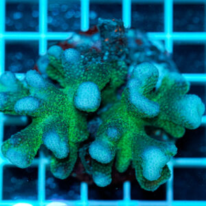 Stylophora pistillata Pink Green Tip WYSIWYG1 – Corallo SPS Marin Life