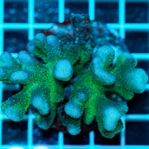 Stylophora pistillata Pink Green Tip WYSIWYG1 – Corallo SPS Marin Life