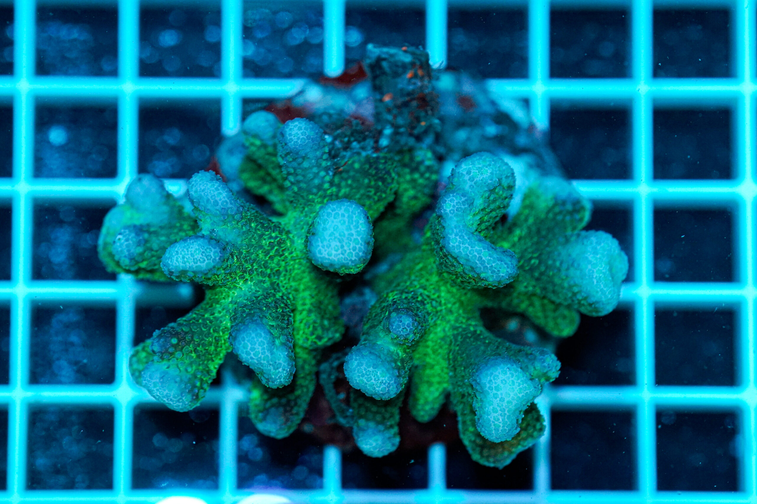 Stylophora pistillata Pink Green Tip WYSIWYG1 – Corallo SPS Marin Life