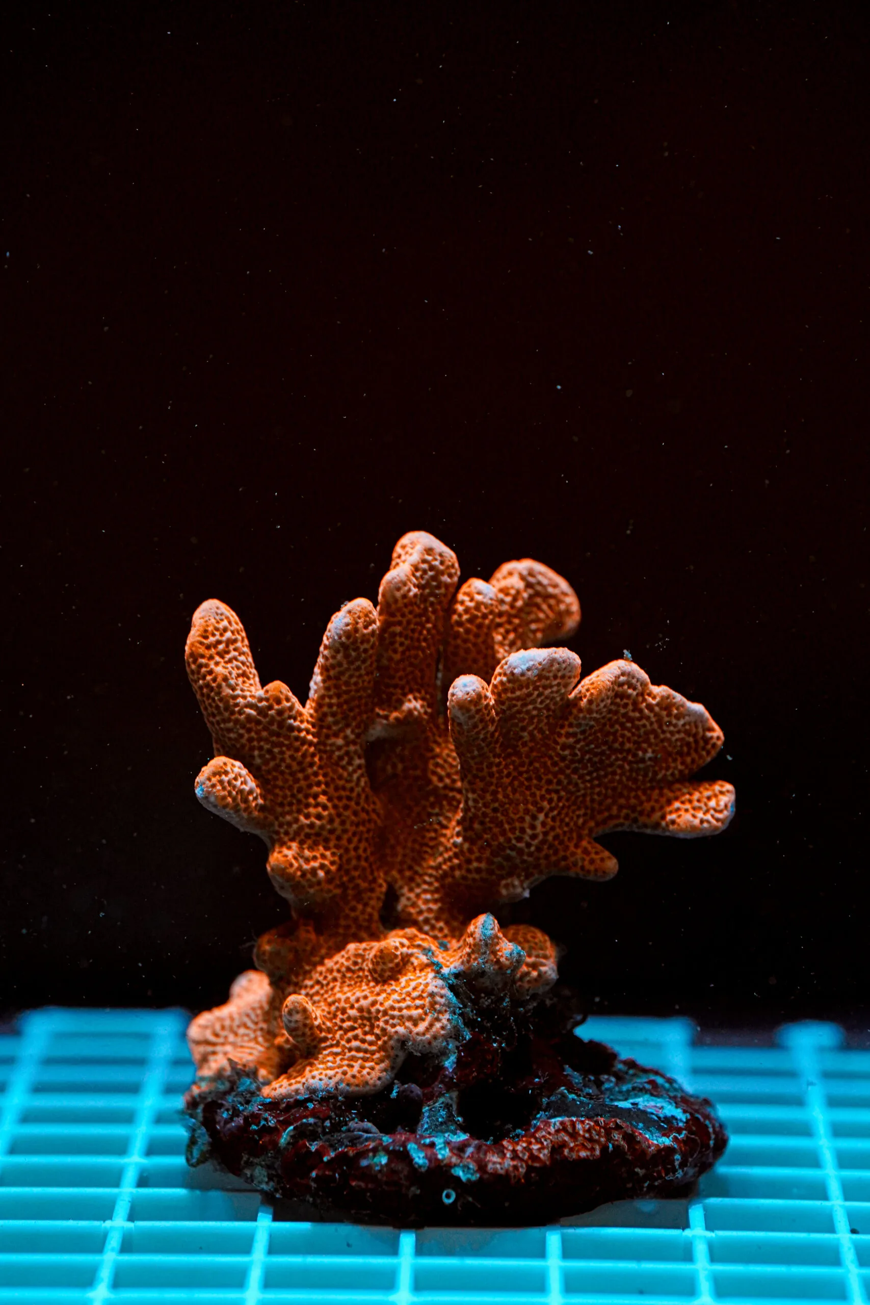 Montipora Orange WYSIWYG – Corallo SPS Marin Life - immagine 2
