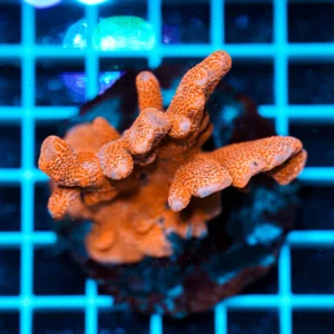 Montipora Orange WYSIWYG – Corallo SPS Marin Life