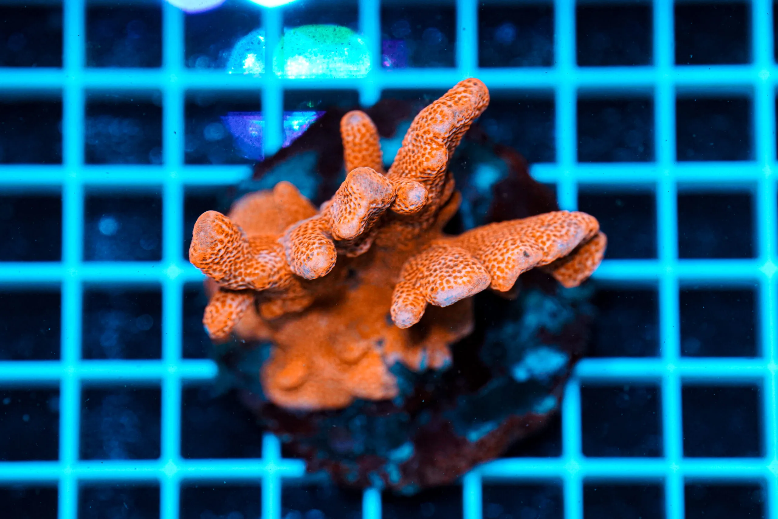 Montipora Orange WYSIWYG – Corallo SPS Marin Life
