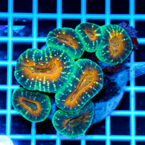Lobophyllia hemprichii rainbow WYSIWYG1 – Corallo LPS