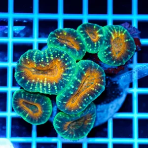 Lobophyllia hemprichii rainbow WYSIWYG1 – Corallo LPS