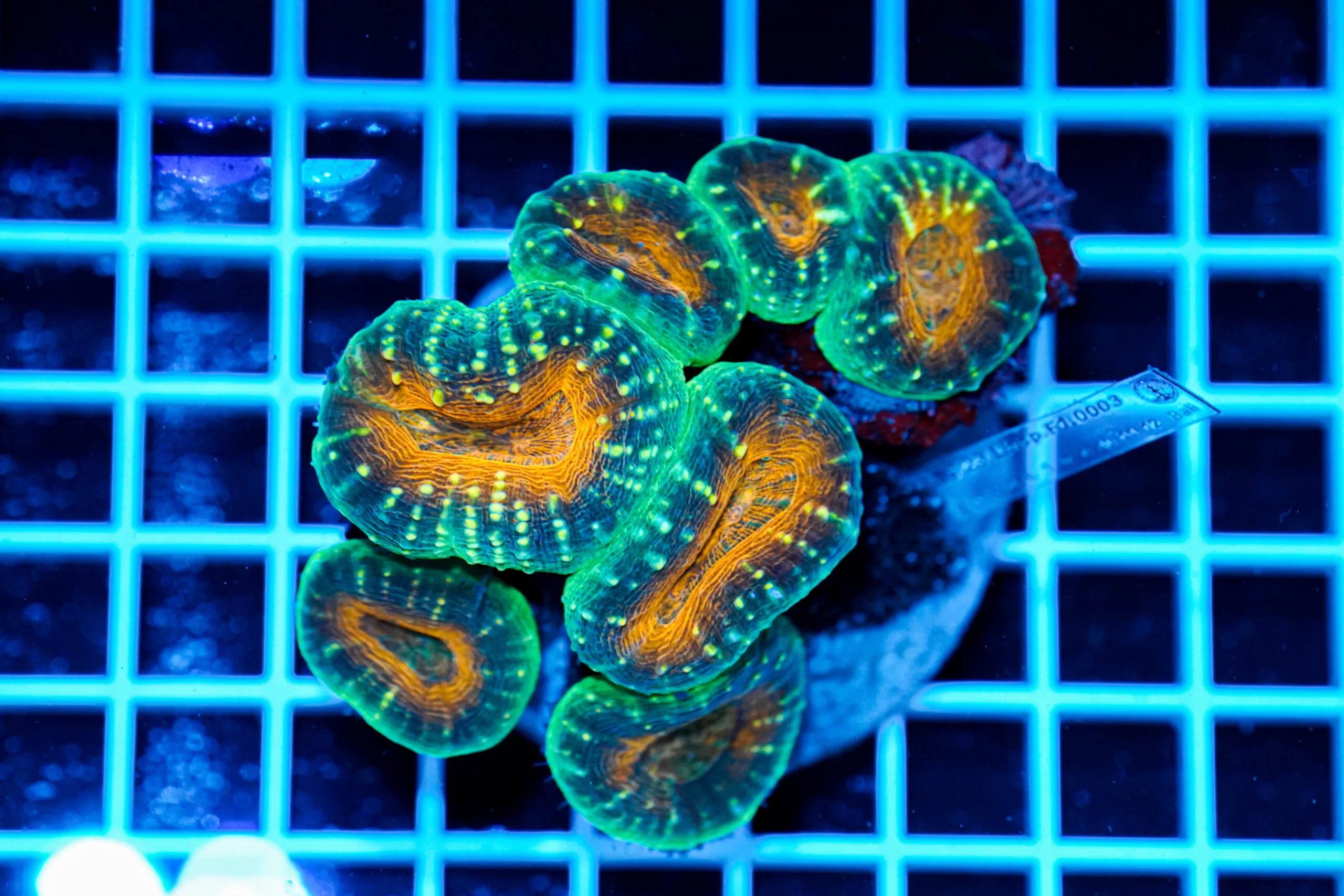 Lobophyllia hemprichii rainbow WYSIWYG1 – Corallo LPS