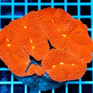 Lobophyllia hemprichii Red WYSIWYG2 – Corallo LPS