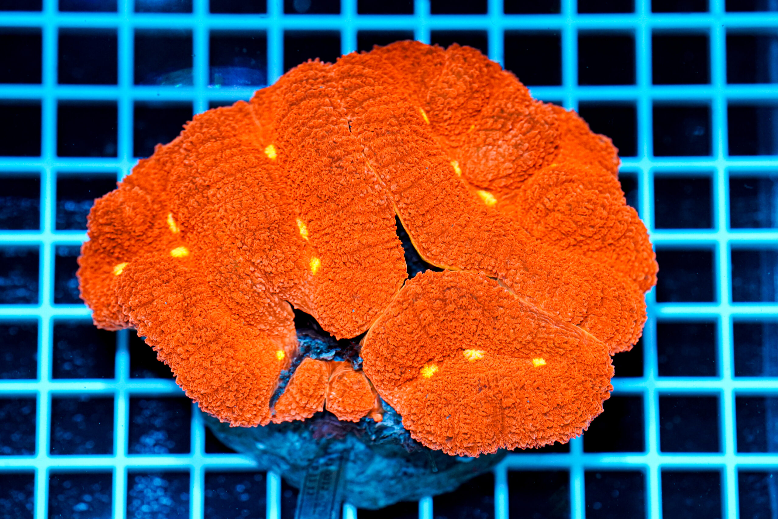 Lobophyllia hemprichii Red WYSIWYG2 – Corallo LPS