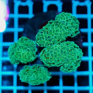 Euphyllia paraancora WYSIWYG – Corallo LPS