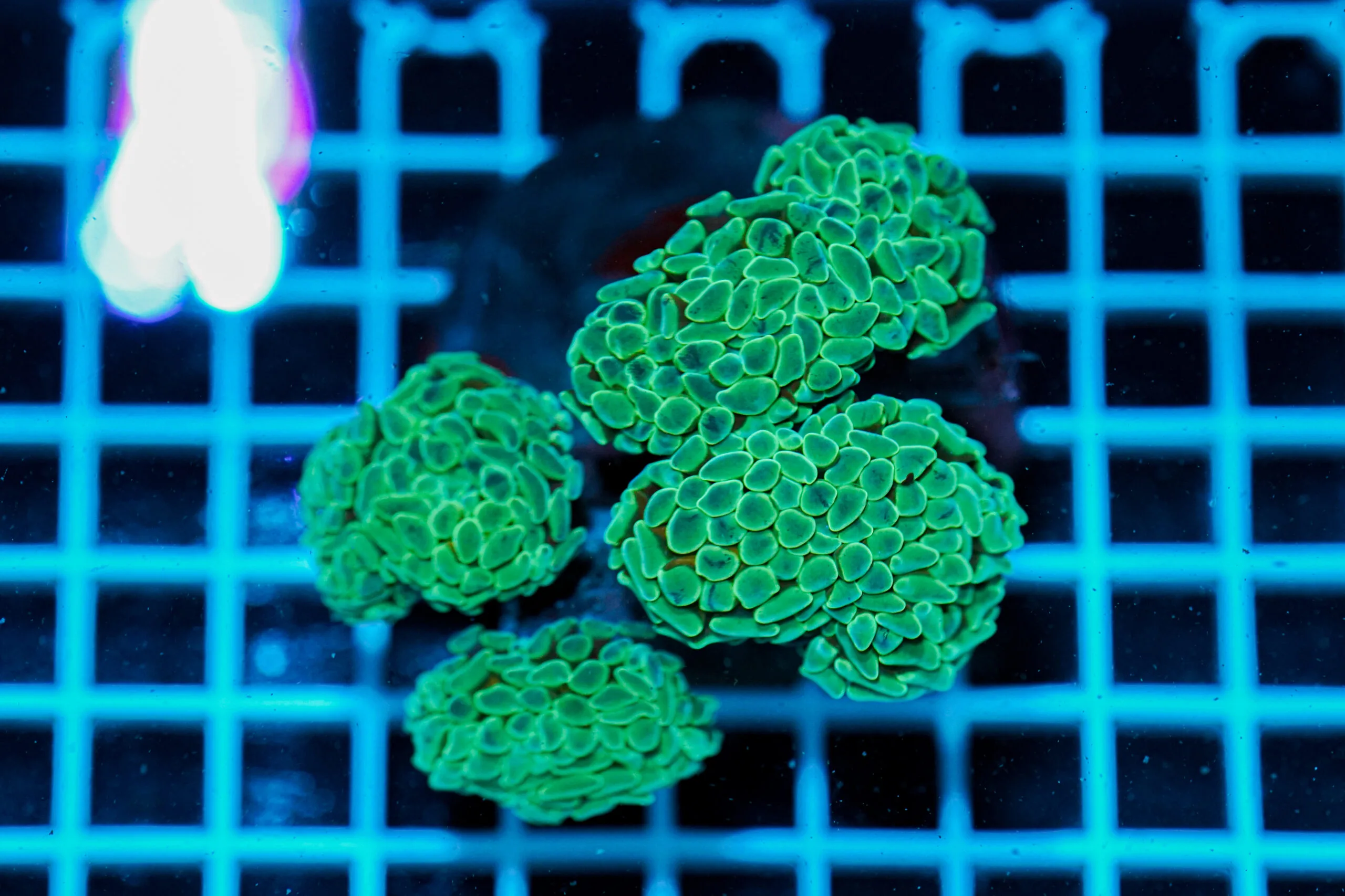 Euphyllia paraancora WYSIWYG – Corallo LPS
