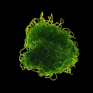 Chaetomorpha in porzione – Macroalga marina verde per acquario marino