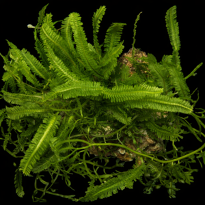 Alga Caulerpa su Roccia Caulerpa sertularioides – Macroalga marina per acquario