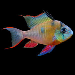 Mikrogeophagus altispinosus – Ram Boliviano ciclide nano acquario dolce | Marin Life