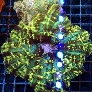 Cynarina