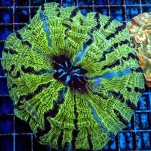 Cynarina XL WYSIWYG2 – Corallo LPS per acquario marino reef