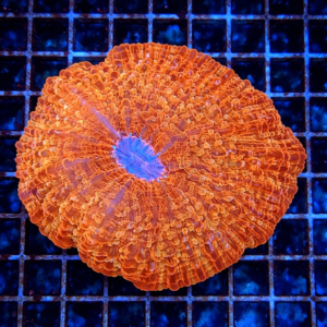 Cynarina Red XL WYSIWYG – Corallo LPS rosso per acquario marino reef