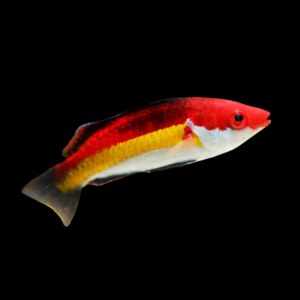 Cirrhilabrus naokoae – Labride fata di Naoko | Marin Life