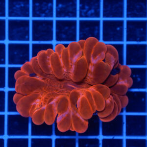 Cynarina lacrymalis "Metallic Red" WYSIWYG – Corallo LPS