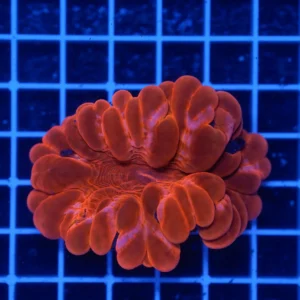 Cynarina lacrymalis "Metallic Red" WYSIWYG – Corallo LPS