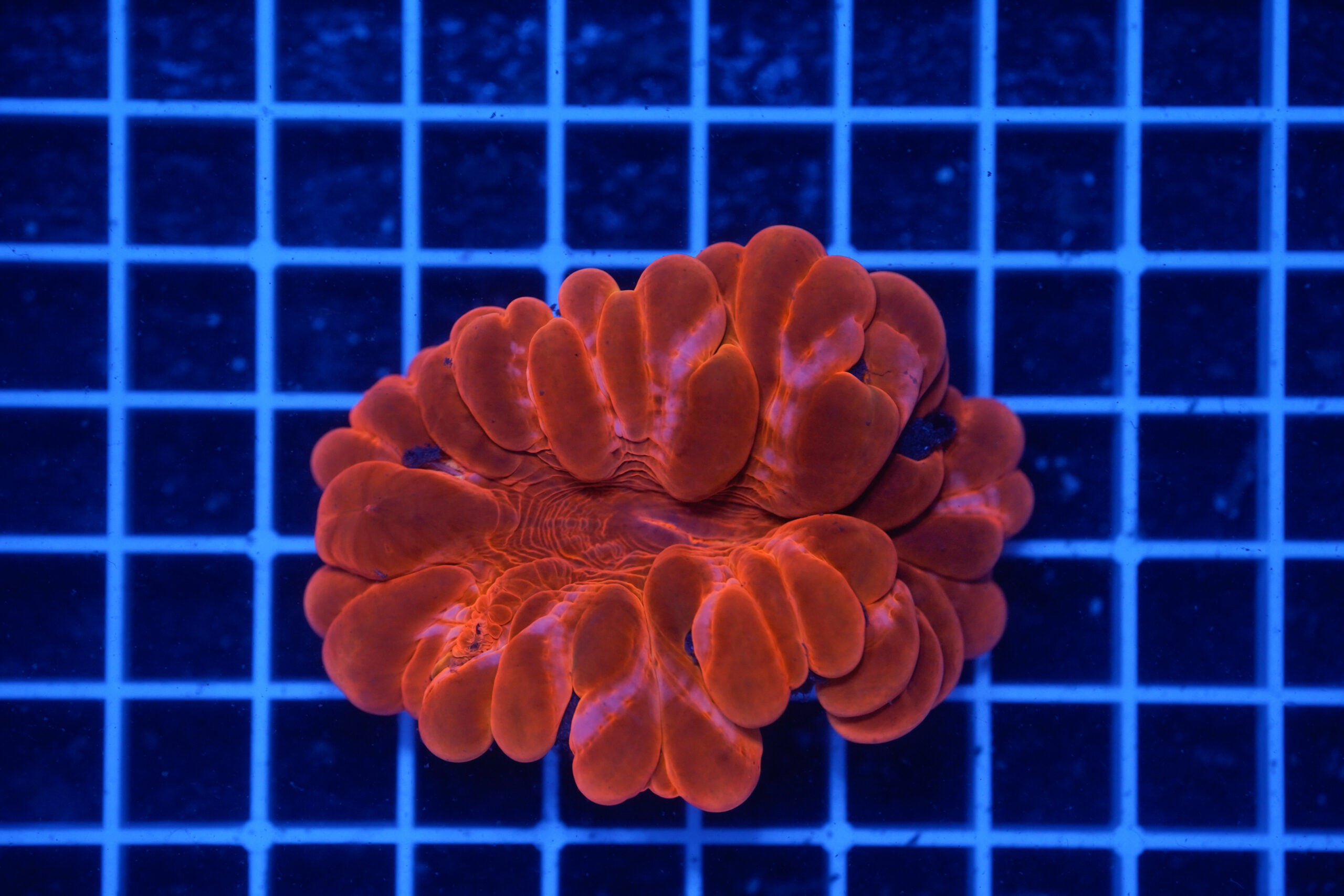 Cynarina lacrymalis "Metallic Red" WYSIWYG – Corallo LPS